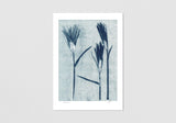 Set of 4 Wild Barley Prints