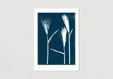 Set of 4 Wild Barley Prints